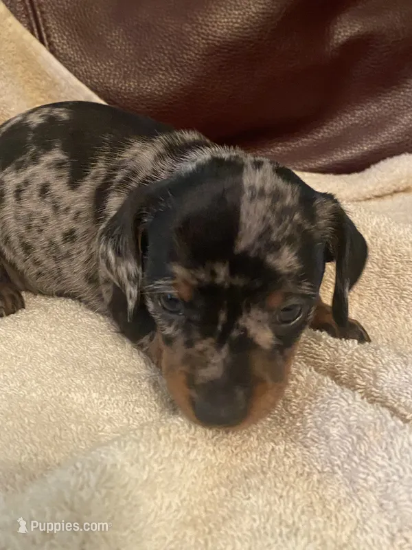 Angel Akc  – Miniature Dachshund puppy for sale in Taylorsville, NC