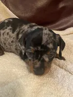 Angel Akc , a female Miniature Dachshund for sale in Taylorsville, NC – 7 of 10