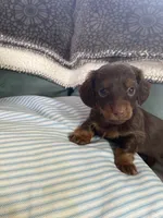 Honey, a female Miniature Dachshund for sale in Taylorsville, NC – 4 of 7