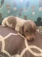 Carter, a male Miniature Dachshund for sale in Taylorsville, NC – 2 of 4