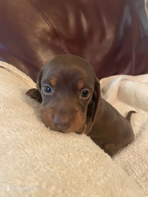 Fudge Akc Ckc  – Miniature Dachshund puppy for sale in Taylorsville, NC