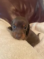 Oscar, a male Miniature Dachshund for sale in Taylorsville, NC – 2 of 5