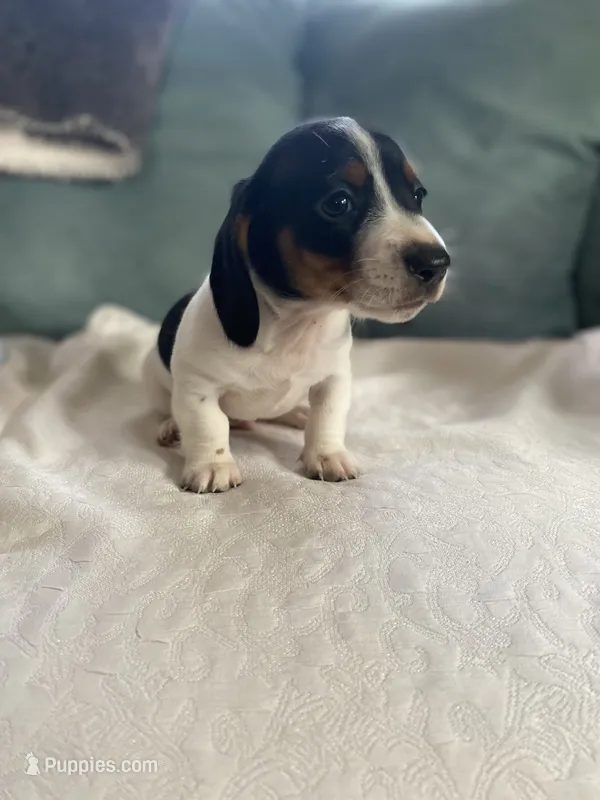 Hank AKC, a male Miniature Dachshund for sale in Taylorsville, NC – 1 of 5