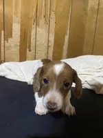 Ruby, a female Miniature Dachshund for sale in Taylorsville, NC – 5 of 10