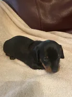 Dougy, a male Miniature Dachshund for sale in Taylorsville, NC – 4 of 6