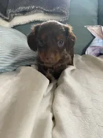 Honey, a female Miniature Dachshund for sale in Taylorsville, NC – 3 of 7