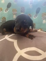 Dolly, a female Miniature Dachshund for sale in Taylorsville, NC – 4 of 4
