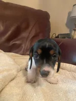 Hank, a male Miniature Dachshund for sale in Taylorsville, NC – 4 of 4