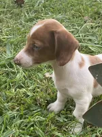 Ruby, a female Miniature Dachshund for sale in Taylorsville, NC – 2 of 5