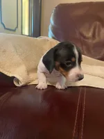 Ruby, a female Miniature Dachshund for sale in Taylorsville, NC – 3 of 4