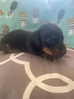 Dolly, a female Miniature Dachshund for sale in Taylorsville, NC – 3 of 4