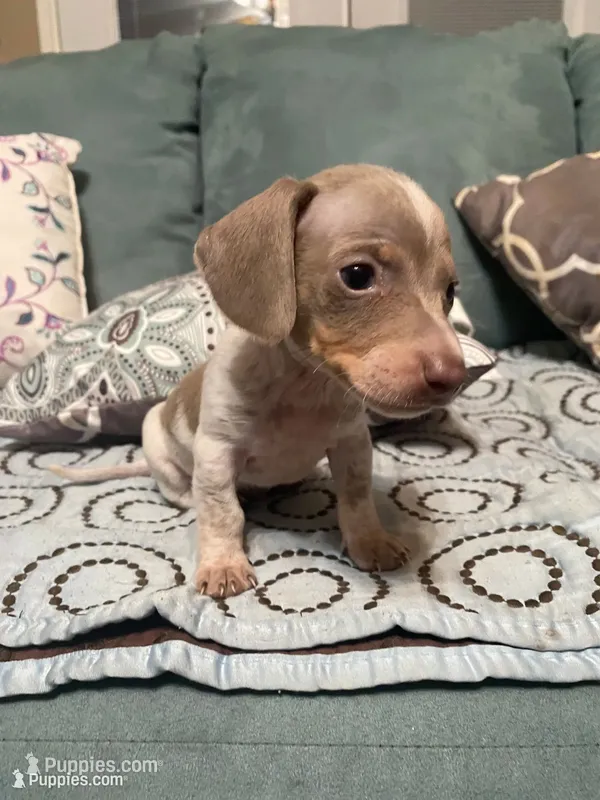 Carter AKC – Miniature Dachshund puppy for sale in Taylorsville, NC