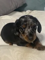 Max AKC no deposit, a male Miniature Dachshund for sale in Taylorsville, NC – 6 of 7