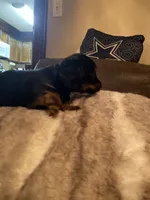 Bowie, a male Miniature Dachshund for sale in Taylorsville, NC – 6 of 7