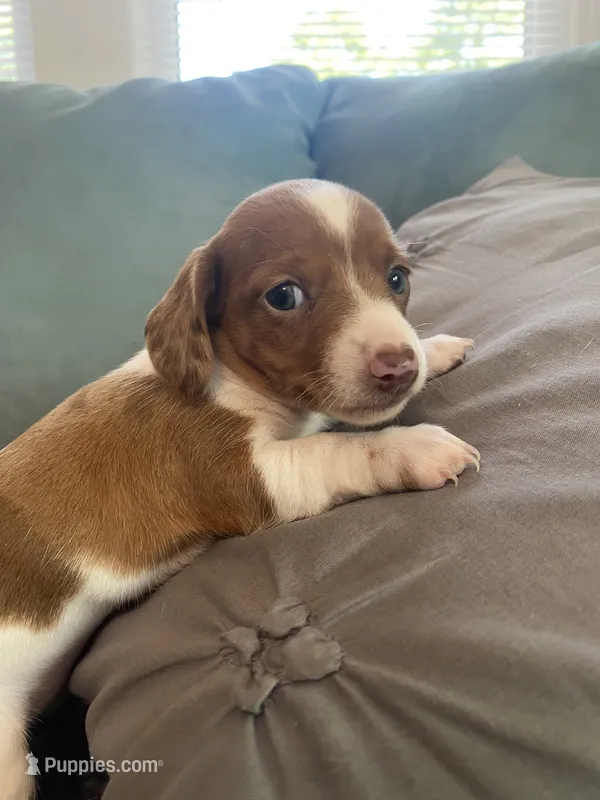 Heidi – Miniature Dachshund puppy for sale in Taylorsville, NC