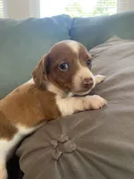 Heidi, a female Miniature Dachshund for sale in Taylorsville, NC – 2 of 4
