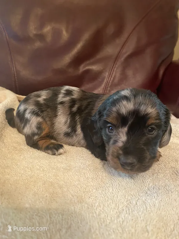 Pepper Akc Ckc longhair – Miniature Dachshund puppy for sale in Taylorsville, NC
