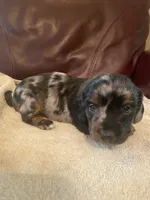 Pepper Akc Ckc longhair, a male Miniature Dachshund for sale in Taylorsville, NC – 1 of 5