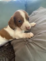 Savannah, a female Miniature Dachshund for sale in Taylorsville, NC – 4 of 4