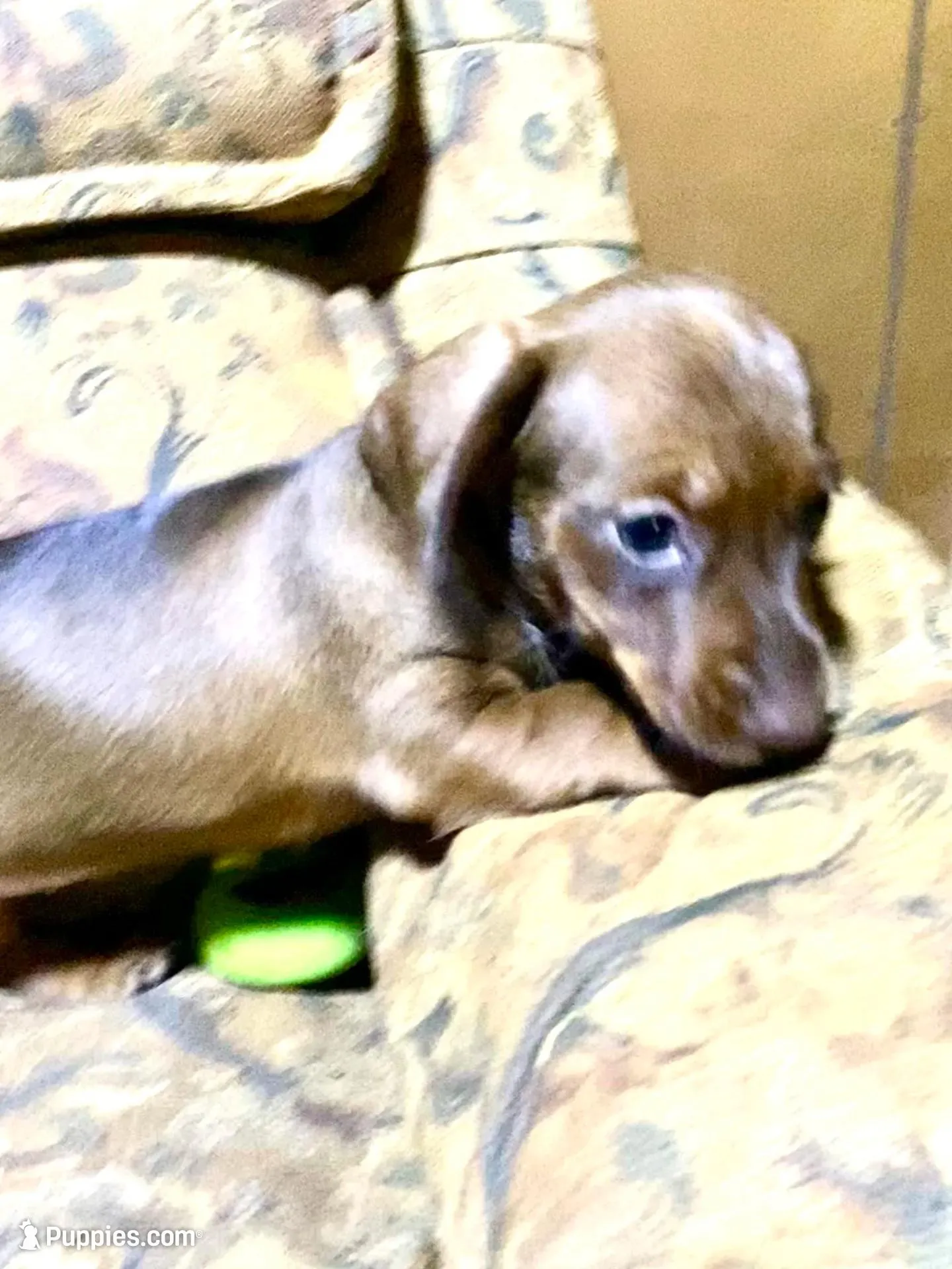 Penny Akc CKC, a female Miniature Dachshund for sale in Taylorsville, NC – 9 of 9