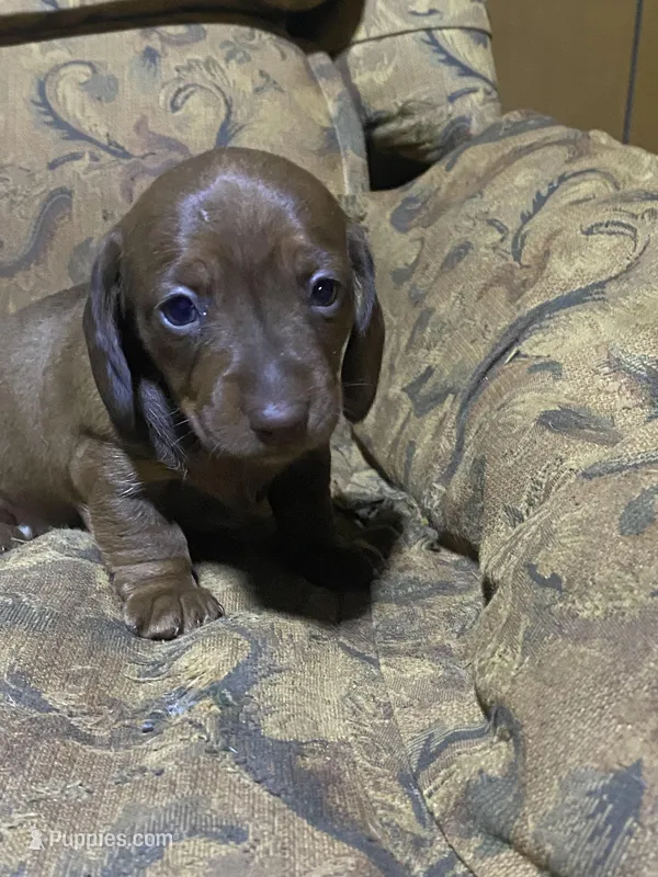 Penny Akc CKC – Miniature Dachshund puppy for sale in Taylorsville, NC