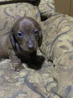 Penny Akc, a female Miniature Dachshund for sale in Taylorsville, NC – Photo 3 of 6