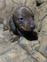 Penny Akc, a female Miniature Dachshund for sale in Taylorsville, NC – Photo 6 of 6