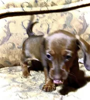 Penny Akc CKC, a female Miniature Dachshund for sale in Taylorsville, NC – 8 of 9