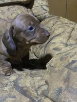 Penny Akc, a female Miniature Dachshund for sale in Taylorsville, NC – Photo 4 of 6