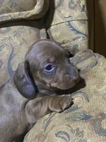 Penny Akc, a female Miniature Dachshund for sale in Taylorsville, NC – Photo 5 of 6