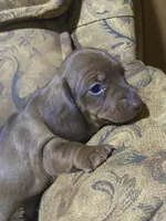 Penny Akc, a female Miniature Dachshund for sale in Taylorsville, NC – Photo 2 of 6