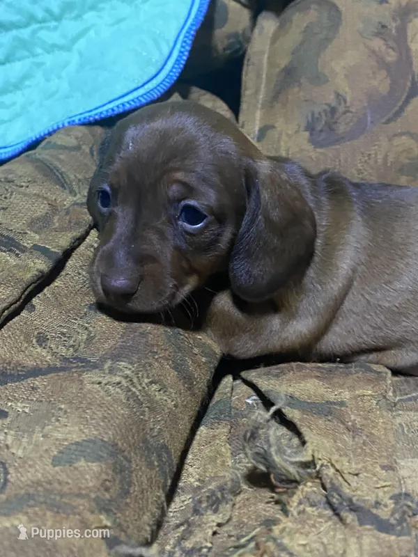 Penny Akc – Miniature Dachshund puppy for sale in Taylorsville, NC