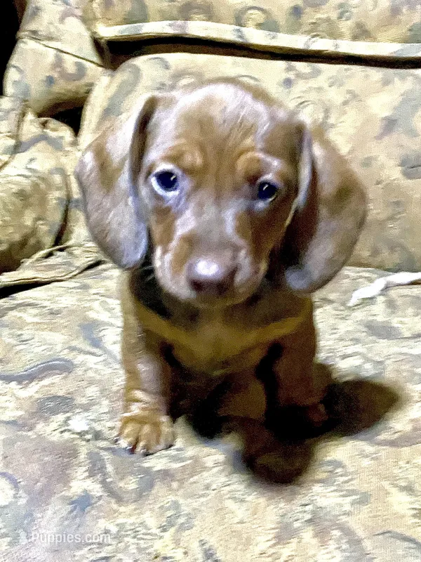 Penny Akc – Miniature Dachshund puppy for sale in Taylorsville, NC