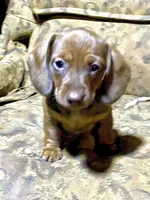 Penny Akc CKC, a female Miniature Dachshund for sale in Taylorsville, NC – 7 of 9
