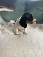 Hank AKC, a male Miniature Dachshund for sale in Taylorsville, NC – 5 of 5