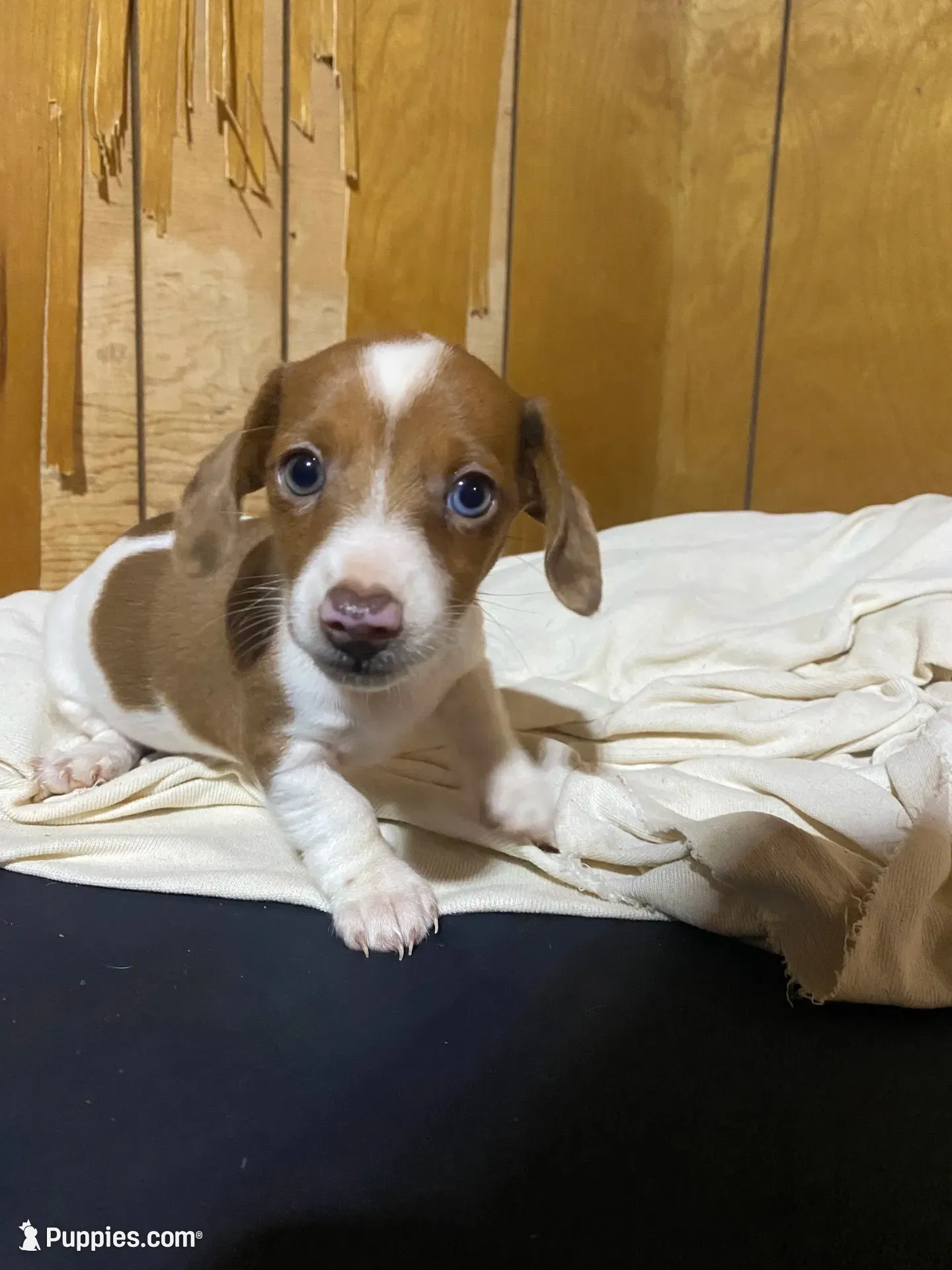 Ruby, a female Miniature Dachshund for sale in Taylorsville, NC – 1 of 10