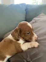Heidi, a female Miniature Dachshund for sale in Taylorsville, NC – 3 of 4
