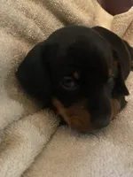 Dougy, a male Miniature Dachshund for sale in Taylorsville, NC – 6 of 6