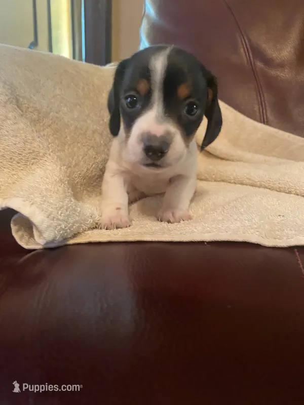 Ruby – Miniature Dachshund puppy on hold in Taylorsville, NC