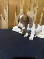 Ruby, a female Miniature Dachshund for sale in Taylorsville, NC – 6 of 10