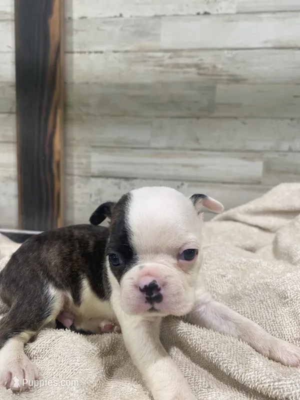 Bodey – Boston Terrier puppy for sale in Taylorsville, NC