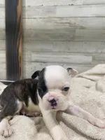 Bodey, a male Boston Terrier for sale in Taylorsville, NC – 1 of 4