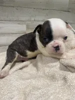 Bodey, a male Boston Terrier for sale in Taylorsville, NC – 2 of 4
