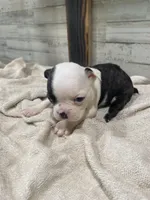 Bodey, a male Boston Terrier for sale in Taylorsville, NC – 3 of 4