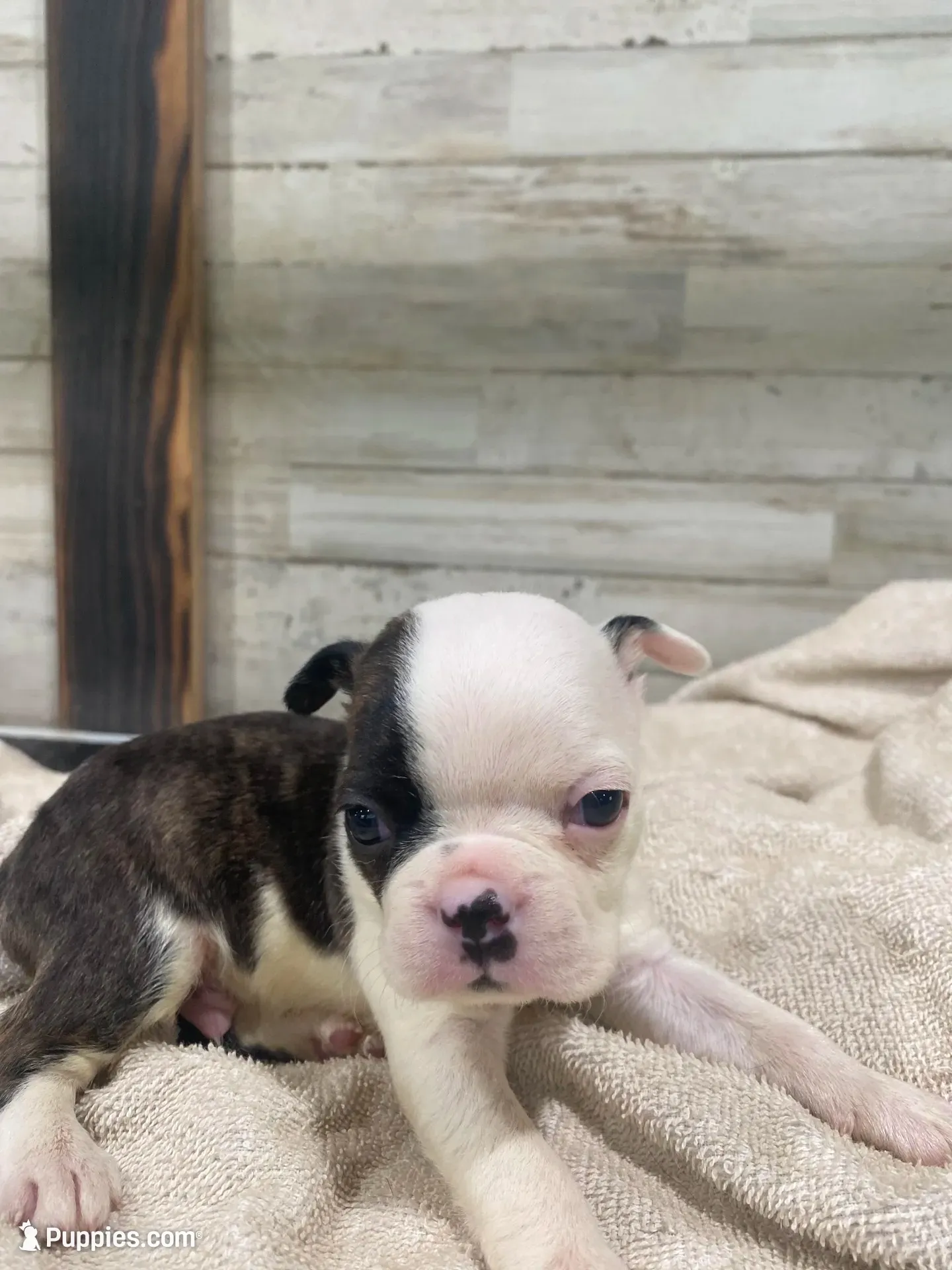 Bodey, a male Boston Terrier for sale in Taylorsville, NC – 6 of 8