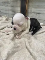 Bodey, a male Boston Terrier for sale in Taylorsville, NC – 4 of 4
