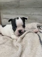 Heidi, a female Boston Terrier for sale in Taylorsville, NC – 3 of 6