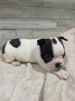Heidi, a female Boston Terrier for sale in Taylorsville, NC – 4 of 6