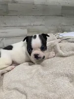 Heidi, a female Boston Terrier for sale in Taylorsville, NC – 5 of 6