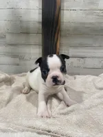 Heidi, a female Boston Terrier for sale in Taylorsville, NC – 1 of 6